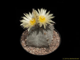 Astrophytum myriostygma f. quadrocostata 3426